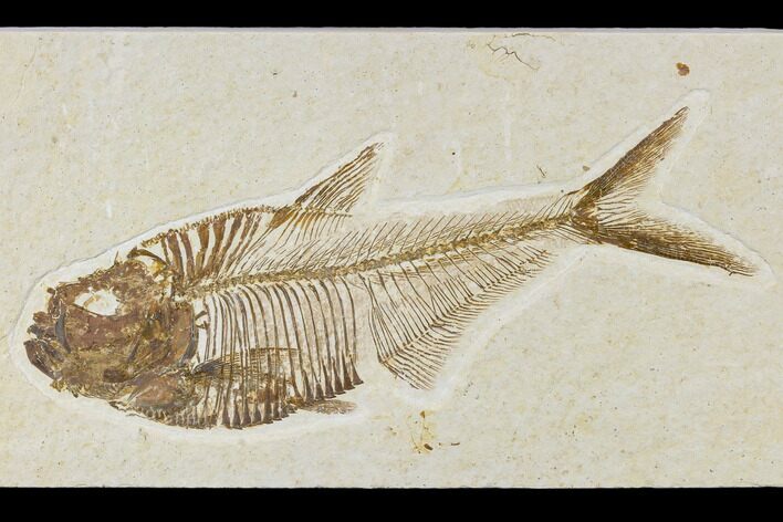 Detailed, Fossil Fish (Diplomystus) Plate - Wyoming #113297